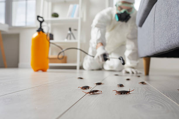 Affordable Termite Control solutions in McSwain, CA